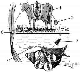 Впр–2022, Биология–7: Задания, Ответы, Решения. Обучающая Система Дмитрия  Гущина.